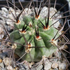 Acanthocalycium hoevenii