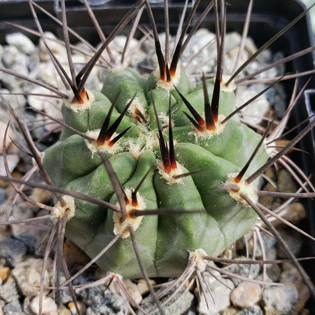 Acanthocalycium hoevenii