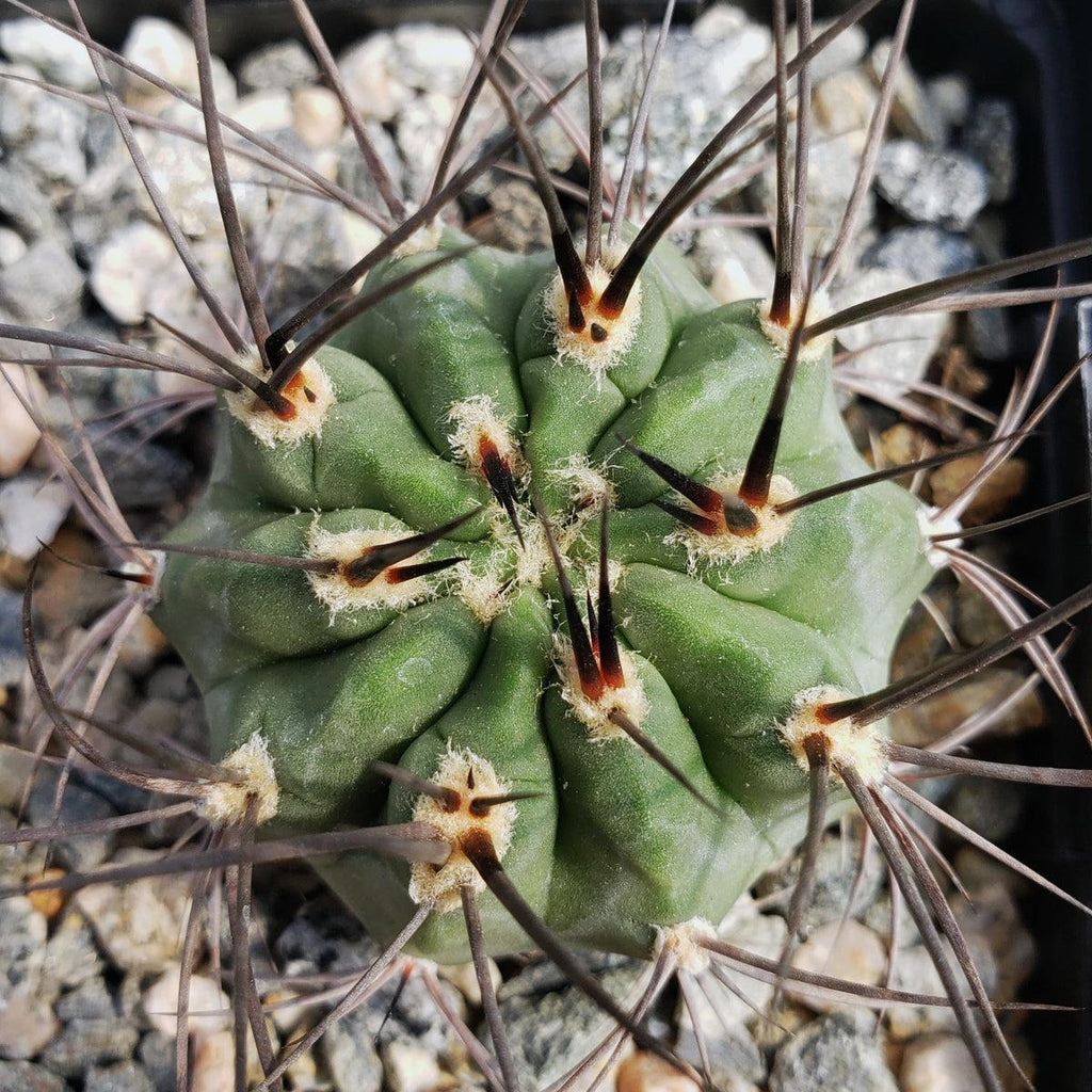 Acanthocalycium hoevenii