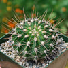 Spiny Lilac Flower Cactus - Acanthocalycium violaceum