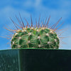 Spiny Lilac Flower Cactus - Acanthocalycium violaceum