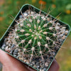 Spiny Lilac Flower Cactus - Acanthocalycium violaceum