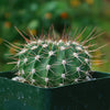 Spiny Lilac Flower Cactus - Acanthocalycium violaceum