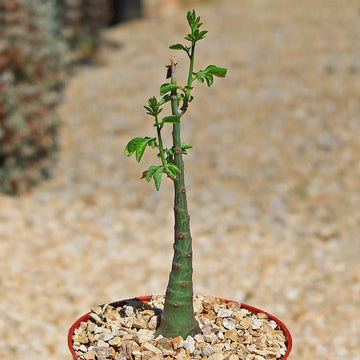 elephant's foot succulent Adenia glauca