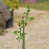 Adenia glauca -1