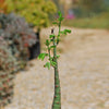 Adenia glauca - 5