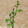 Adenia glauca -8