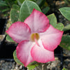 Adenium Obesum Shada