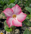 Adenium Obesum Shada