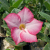 Adenium Obesum Shada