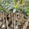 Adenium socotranum desert rose