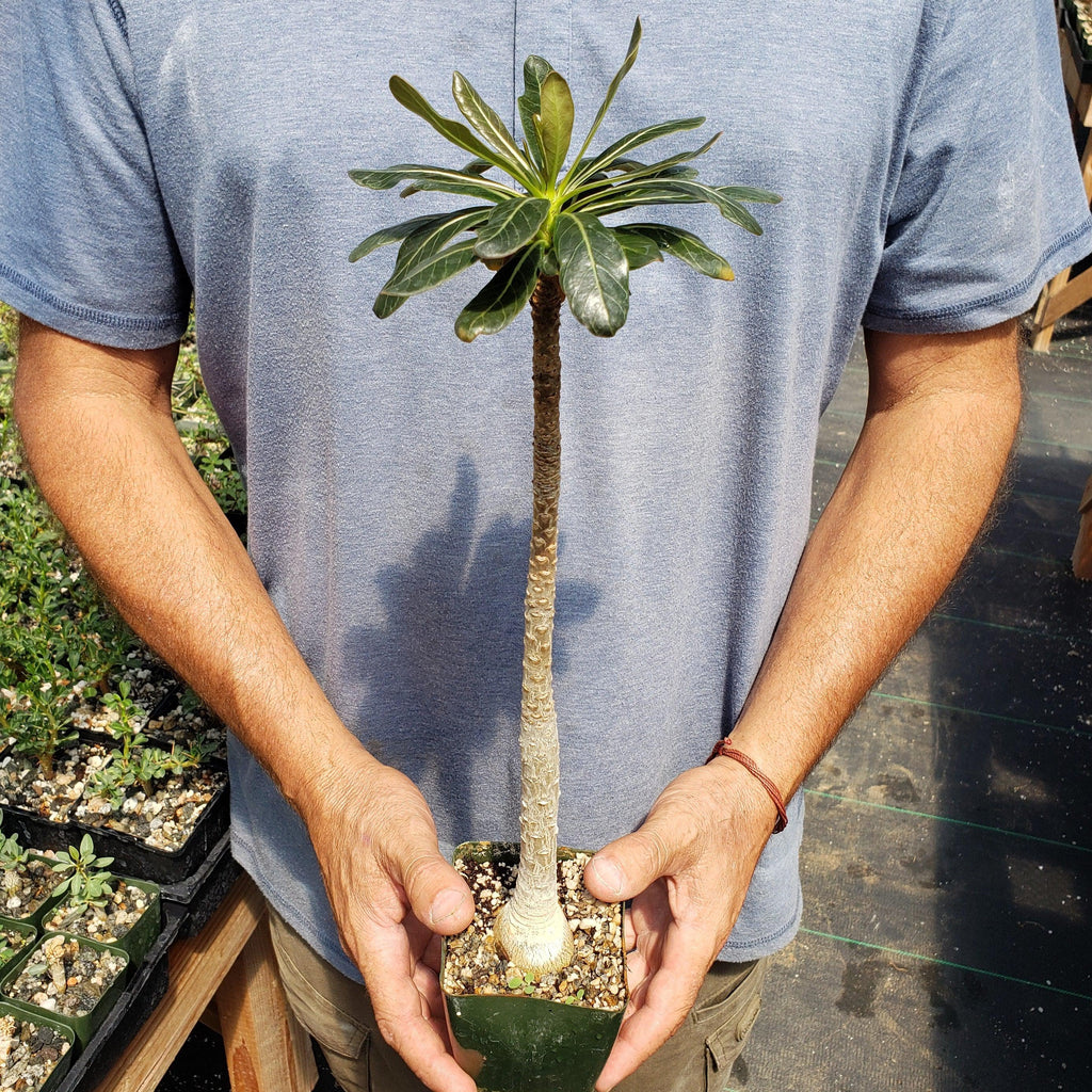 Adenium socotranum desert rose