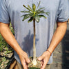 Adenium socotranum desert rose