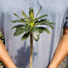 Adenium socotranum desert rose