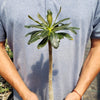 Adenium socotranum desert rose