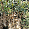 Adenium socotranum desert rose