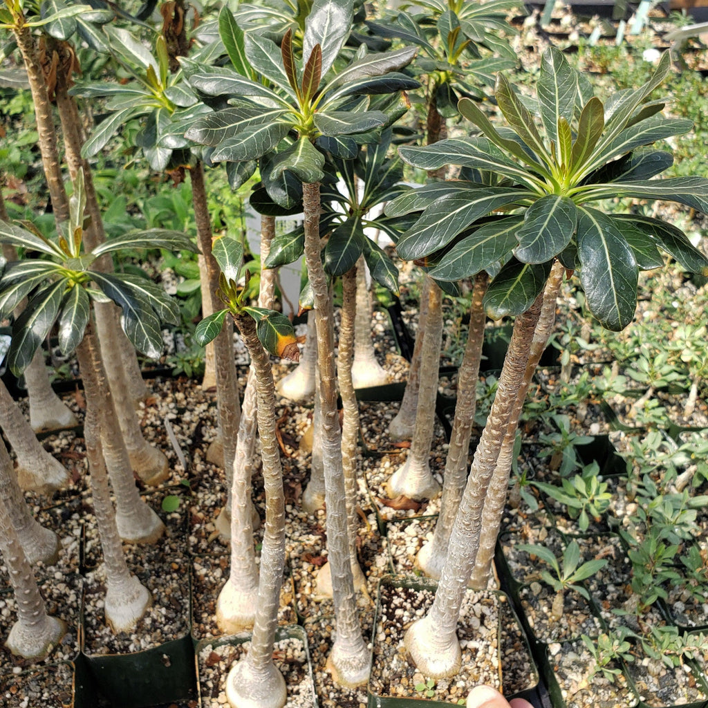 Adenium socotranum desert rose