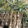 Adenium socotranum desert rose