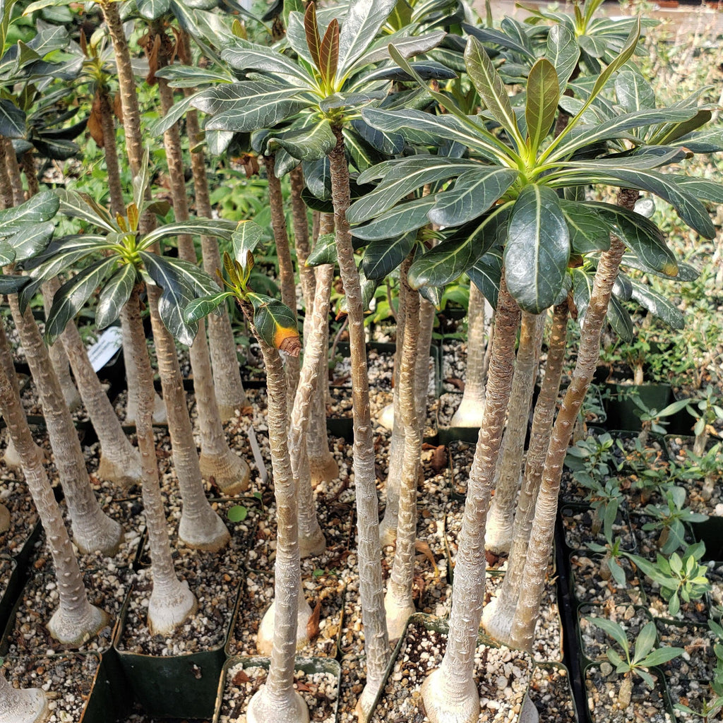 Adenium socotranum desert rose