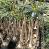 Adenium socotranum desert rose