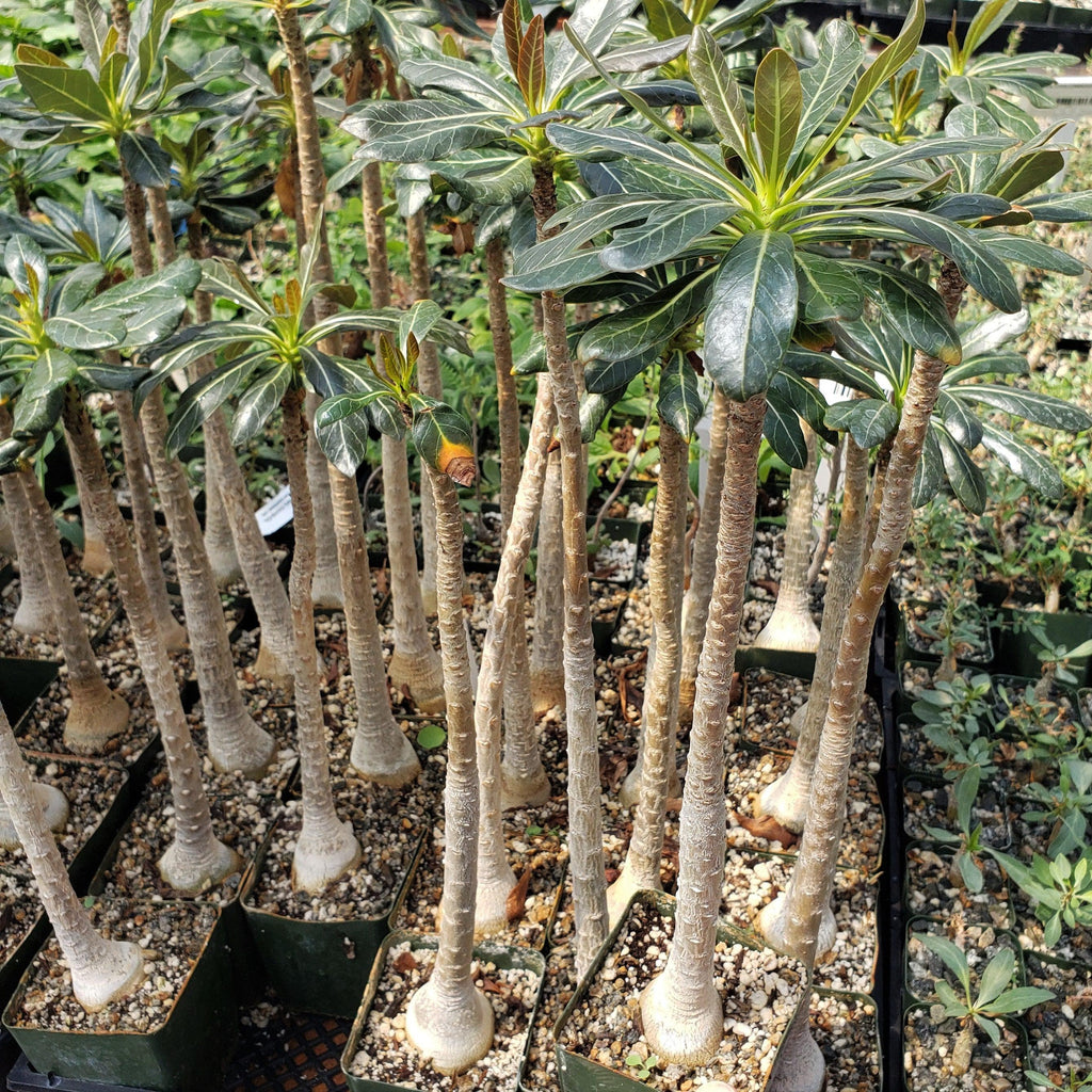 Adenium socotranum desert rose