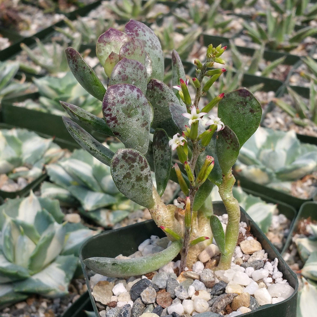 Adromischus maculatus