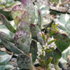 Adromischus maculatus