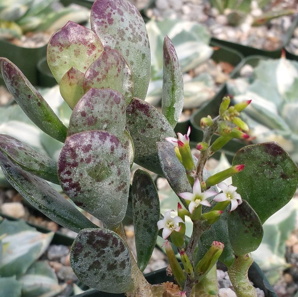 Adromischus maculatus