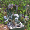 Adromischus maculatus