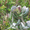 Adromischus maculatus