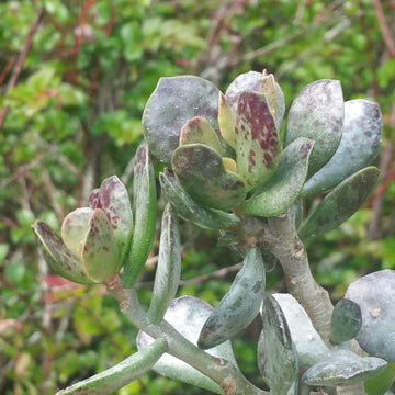 succulent with spots Buy Adromischus Maculatus “Calico Hearts”