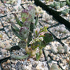 Adromischus maculatus