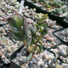 Adromischus maculatus