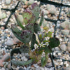 Adromischus maculatus