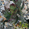 Adromischus maculatus