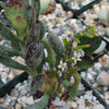 Adromischus maculatus