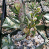 Adromischus maculatus