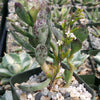 Adromischus maculatus