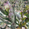 Adromischus maculatus