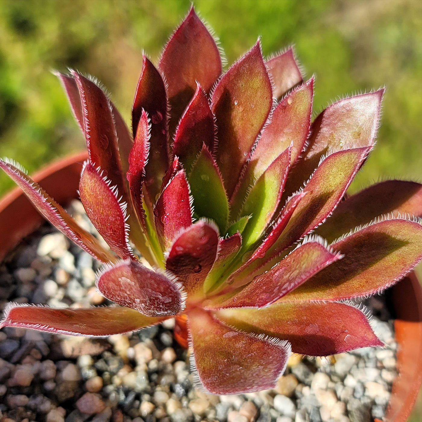 feathery succulent Aeonium Cabernet Fluffy Shop Online