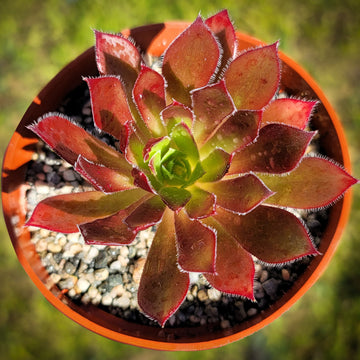 red pointy succulent Aeonium Cabernet Fluffy