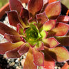 Aeonium Cabernet Fluffy