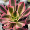 Aeonium Pink Witch