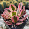 Aeonium Pink Witch