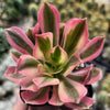 Aeonium Pink Witch