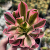 Aeonium Pink Witch