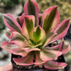 Aeonium Pink Witch