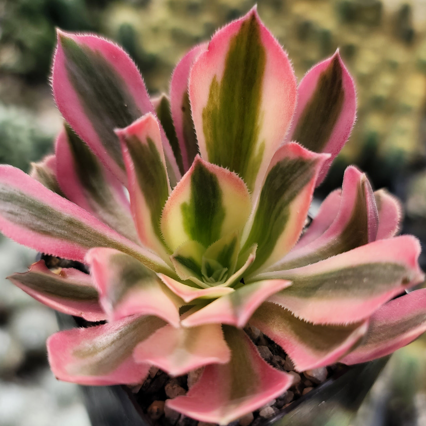 Aeonium Pink Witch