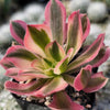 Aeonium Pink Witch