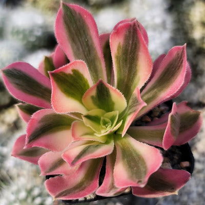 Aeonium Pink Witch